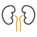 Kategoriebild der Kategorie “Nierenerkrankung”